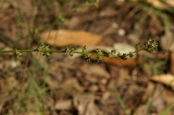 Acaena ovina
